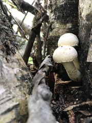 Hemipholiota