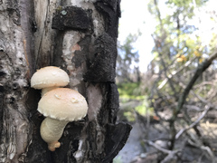 Hemipholiota