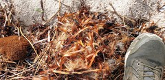 Posidonia australis