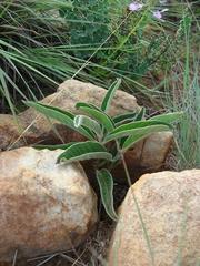 Raphionacme galpinii