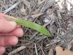 Trachycarpus fortunei