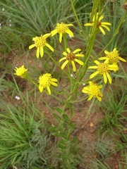 Senecio affinis