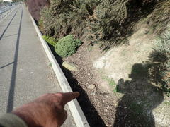 Trachycarpus fortunei