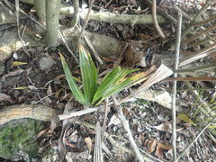 Trachycarpus fortunei
