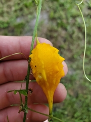 Momordica charantia image