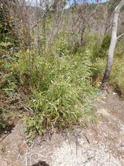 Acacia calyculata