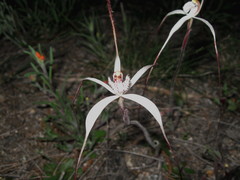 Caladenia incensa