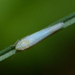 Dikraneura angustata