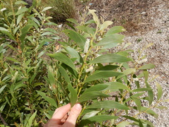 Acacia calyculata