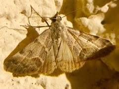 Hemeroplanis incusalis