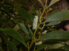 Acacia calyculata