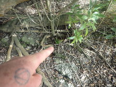 Trachycarpus fortunei