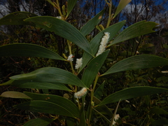 Acacia calyculata