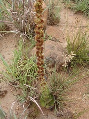 Crassula capitella nodulosa