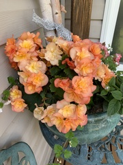 Begonia × hiemalis