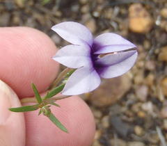 Monopsis scabra