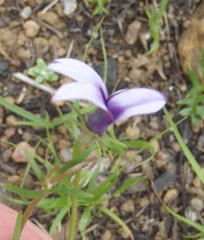 Monopsis scabra