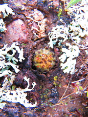 Mammillaria hernandezii