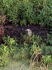 Nycticorax nycticorax image