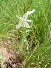 Trachyandra asperata basutoensis