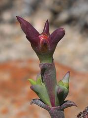 Smicrostigma viride