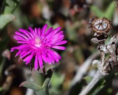 Smicrostigma viride