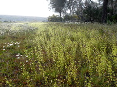 Drosera stricticaulis