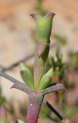 Smicrostigma viride