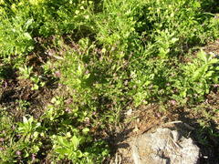 Fumaria muralis muralis