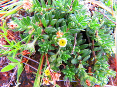 Euploca foliosissima