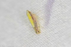 Scaphytopius elegans