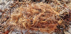 Posidonia australis