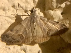 Hemeroplanis incusalis