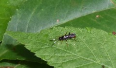 Cratichneumon paratus