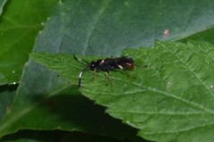 Cratichneumon paratus