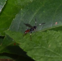 Cratichneumon paratus