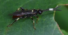 Cratichneumon paratus