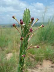 Zaluzianskya elongata