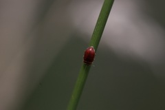 Coccidula rufa