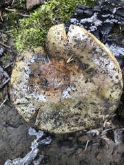 Russula atroglauca