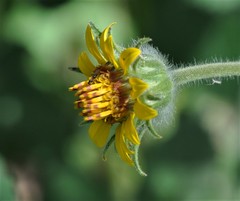 Simsia foetida