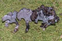 Craterellus venosus