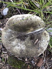 Russula atroglauca