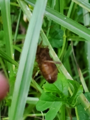 Anasa scorbutica