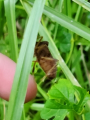 Anasa scorbutica