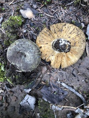 Russula atroglauca