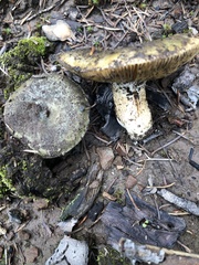 Russula atroglauca