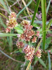 Cyperus pseudovegetus
