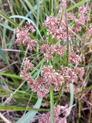 Cyperus pseudovegetus