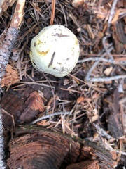 Agaricus didymus